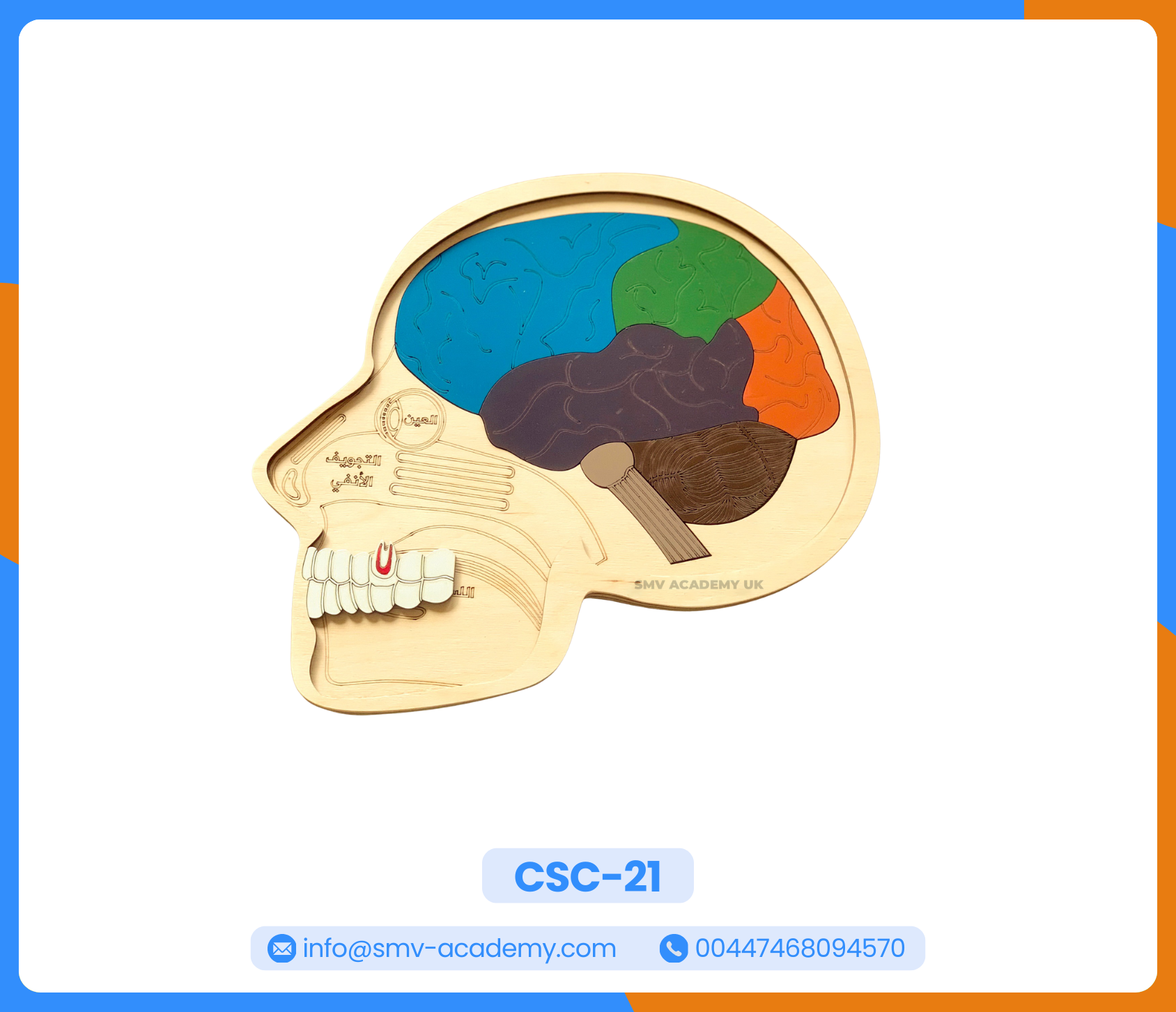 بازل طبقات الجمجمة ومخ الانسان